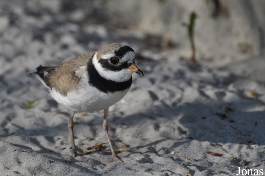 Charadrius hiaticula
