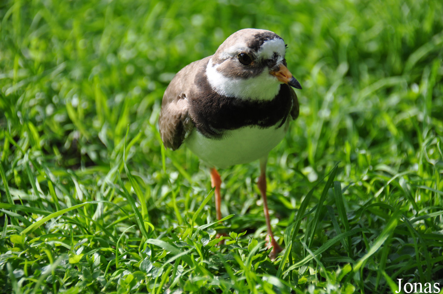 Charadrius hiaticula