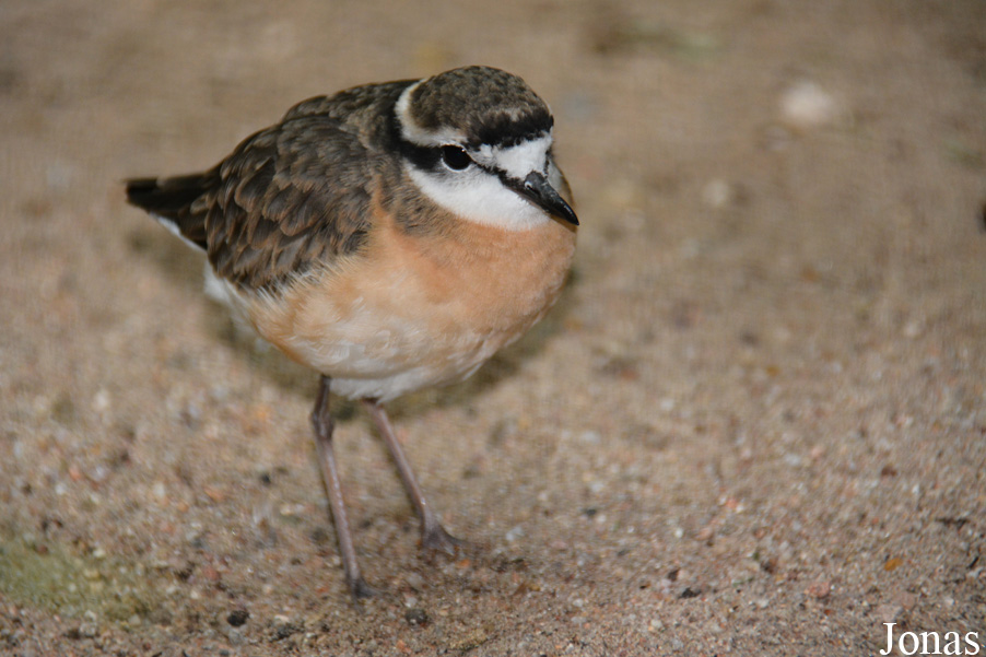 Charadrius pecuarius