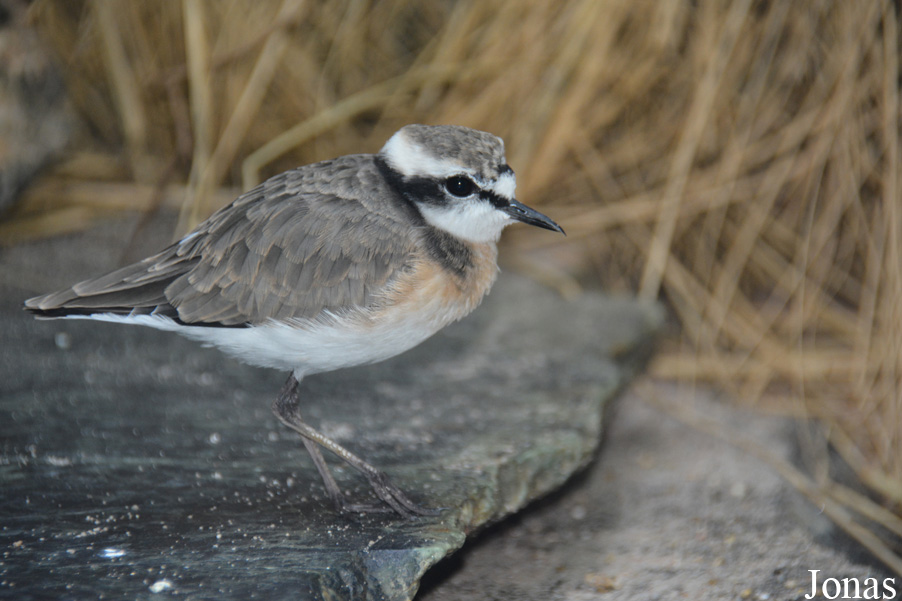 Charadrius pecuarius