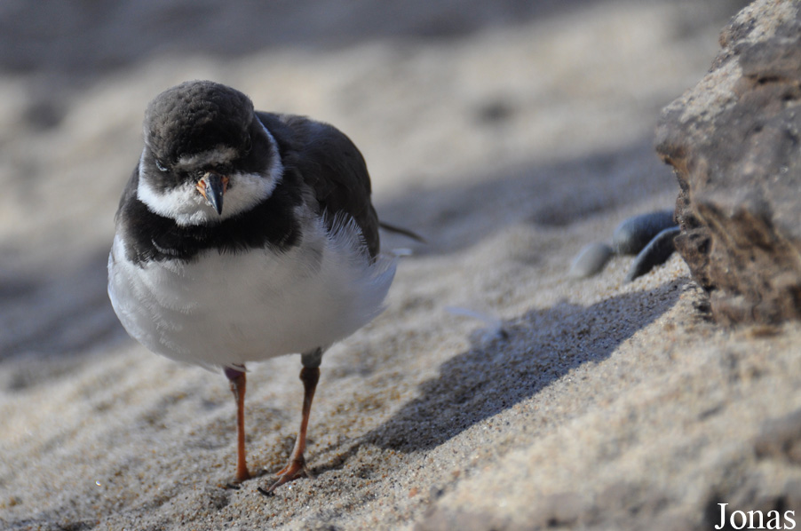 Charadrius semipalmatus