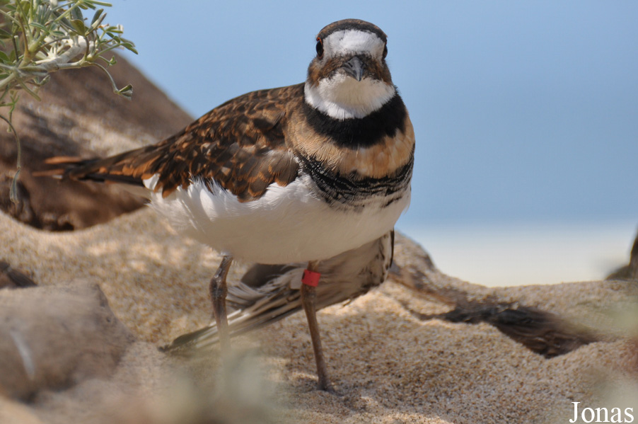 Charadrius vociferus