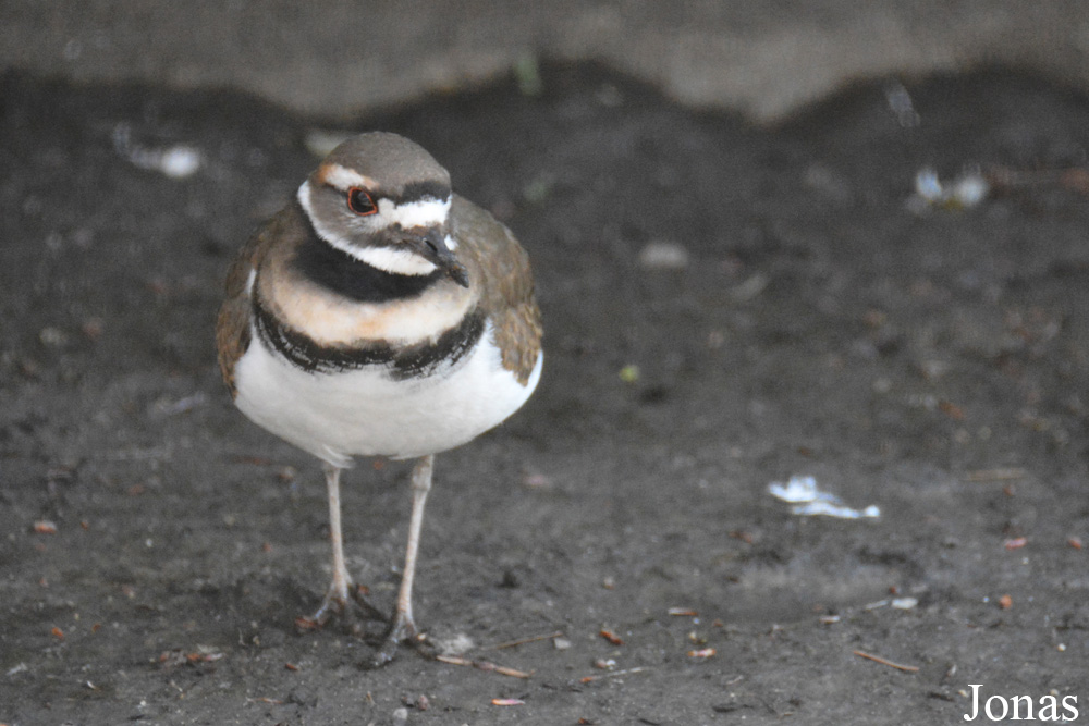 Charadrius vociferus
