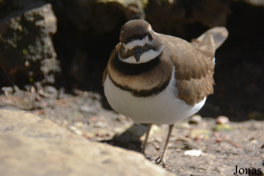 Charadrius vociferus