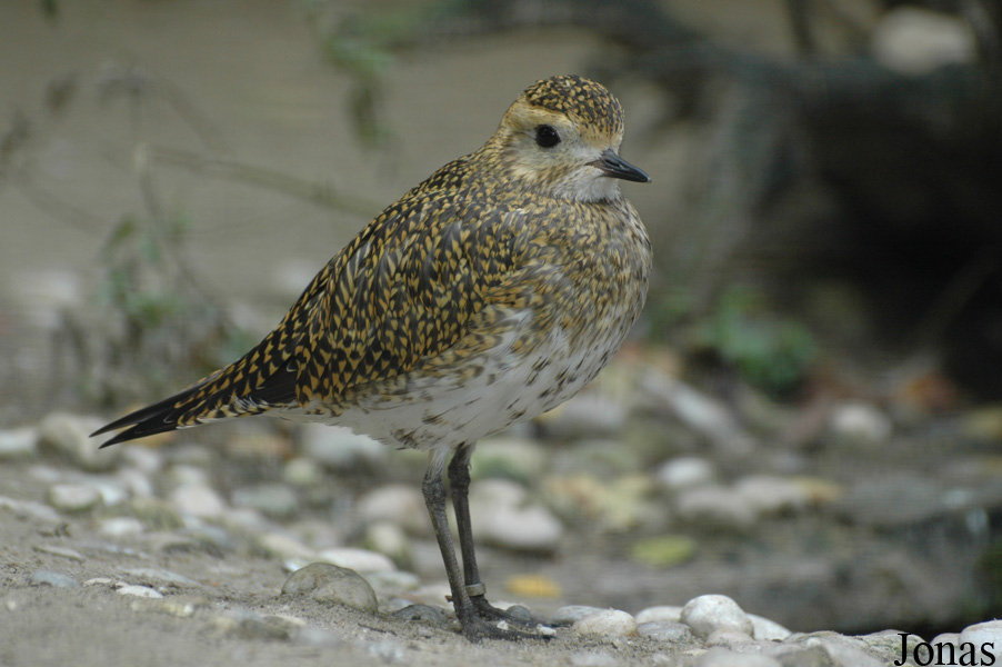 Pluvialis apricaria
