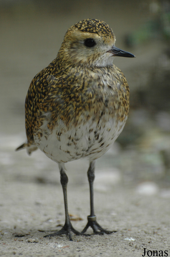 Pluvialis apricaria