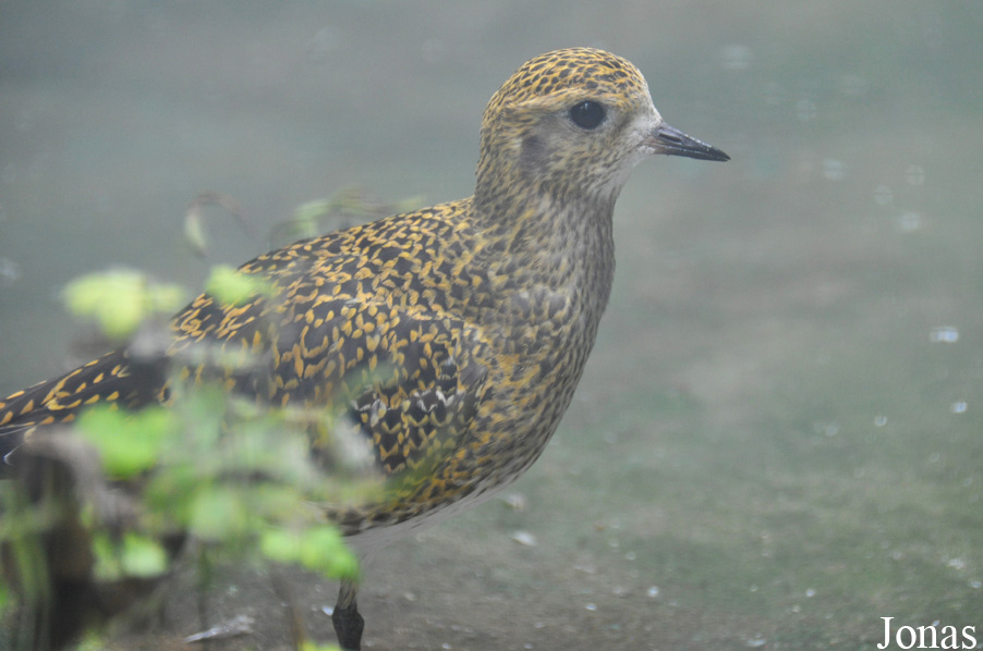 Pluvialis apricaria