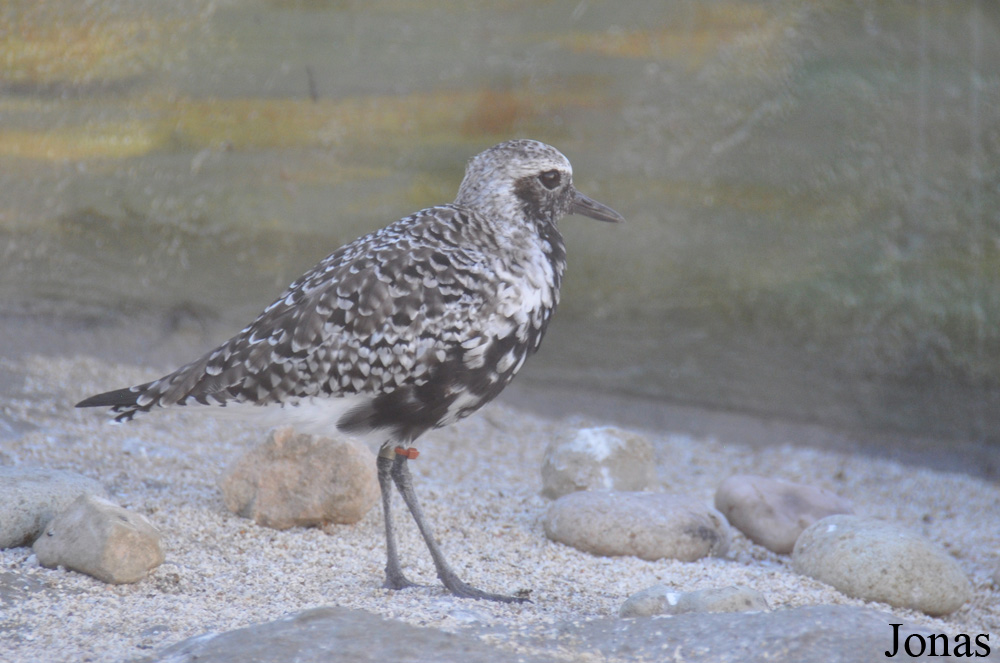 Pluvialis squatarola