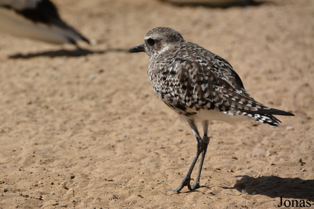 Pluvialis squatarola