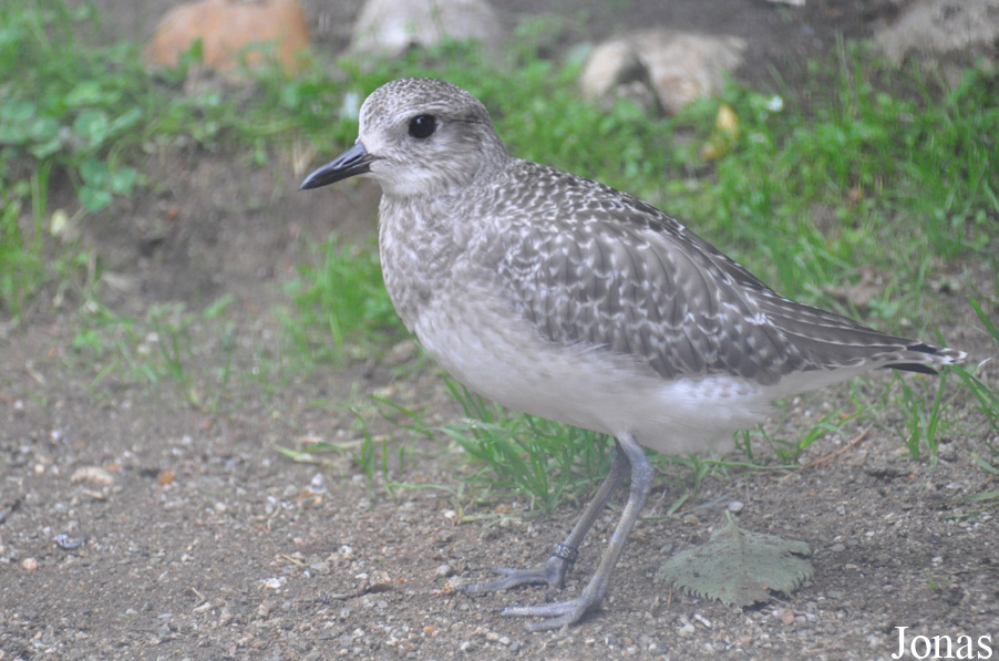 Pluvialis squatarola