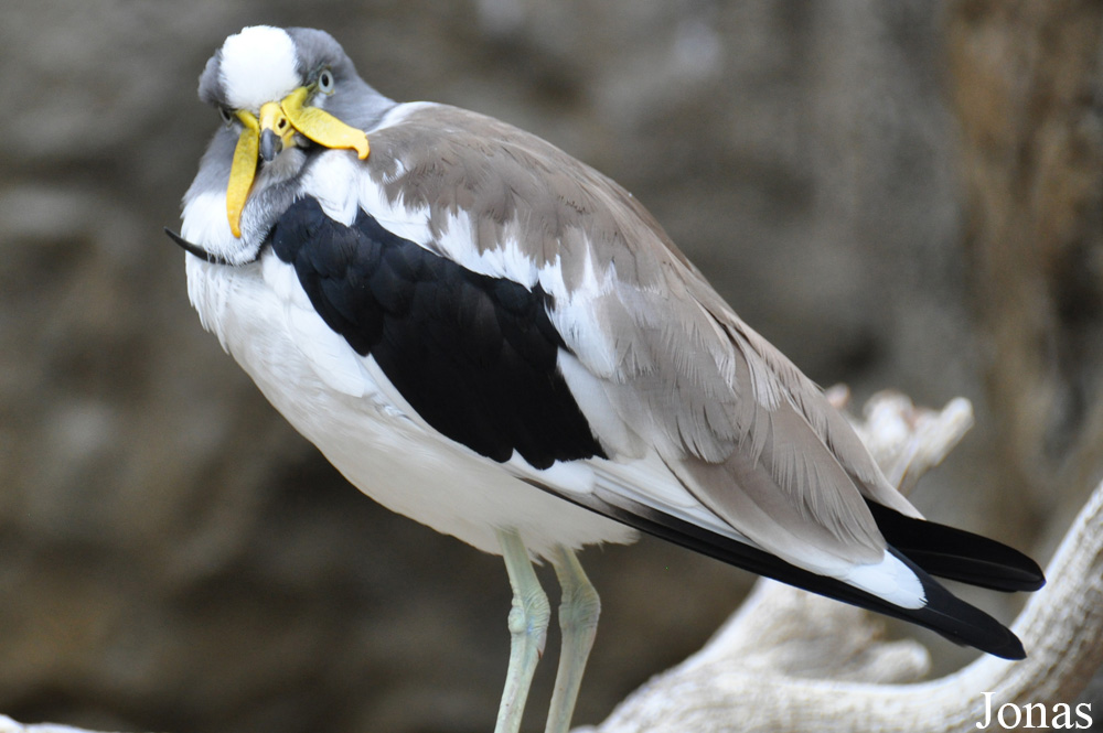 Vanellus albiceps