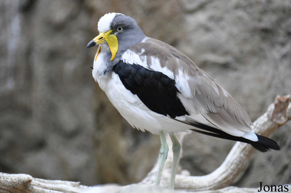 Vanellus albiceps