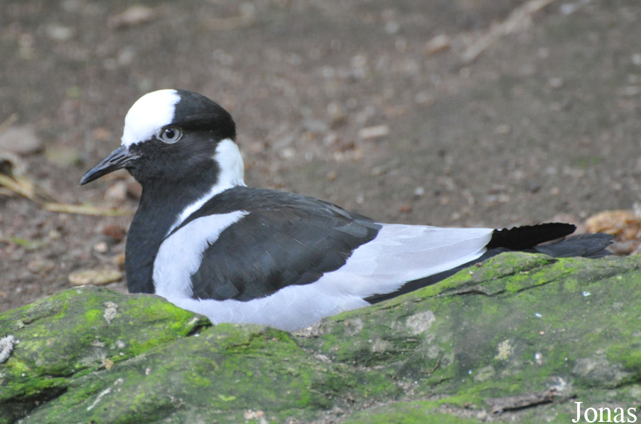 Vanellus armatus