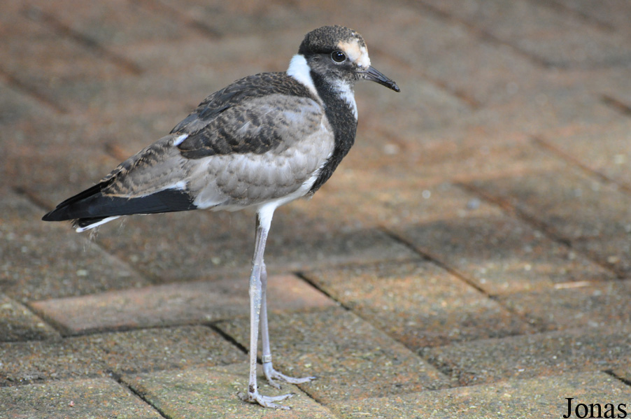 Vanellus armatus