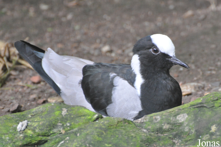 Vanellus armatus