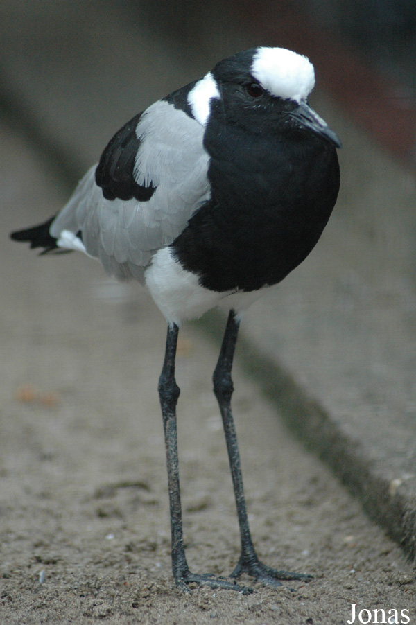 Vanellus armatus