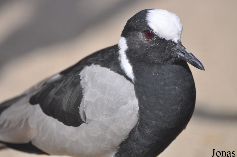 Vanellus armatus