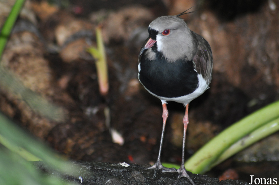 Vanellus chilensis