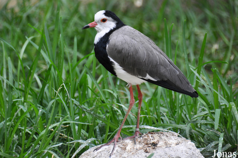 Vanellus crassirostris