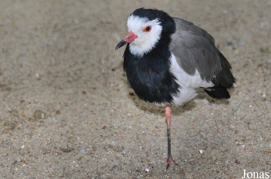 Vanellus crassirostris