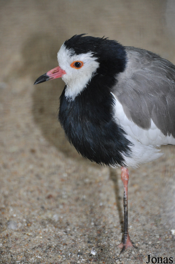 Vanellus crassirostris