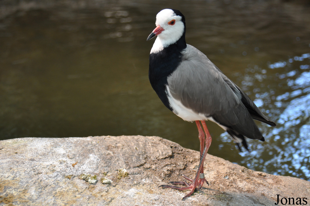 Vanellus crassirostris