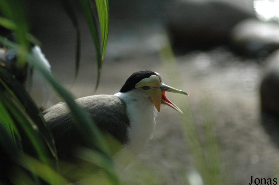 Vanellus miles