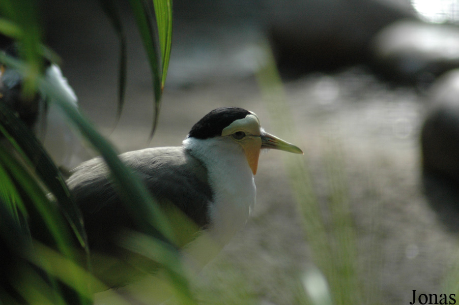 Vanellus miles
