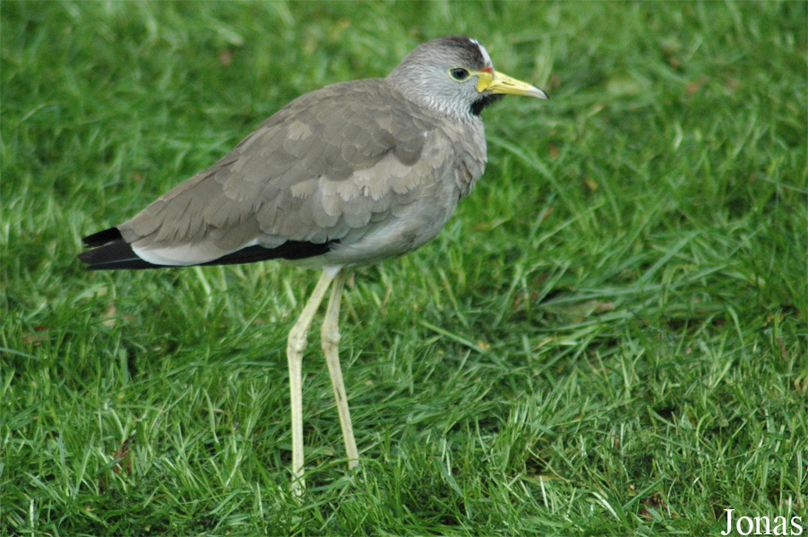 Vanellus senegallus