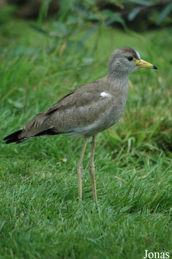 Vanellus senegallus