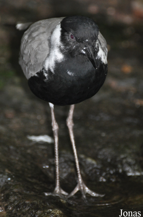 Vanellus spinosus