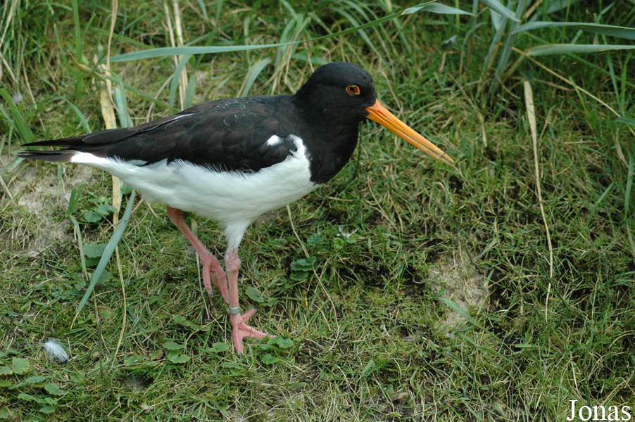 Haematopus ostralegus