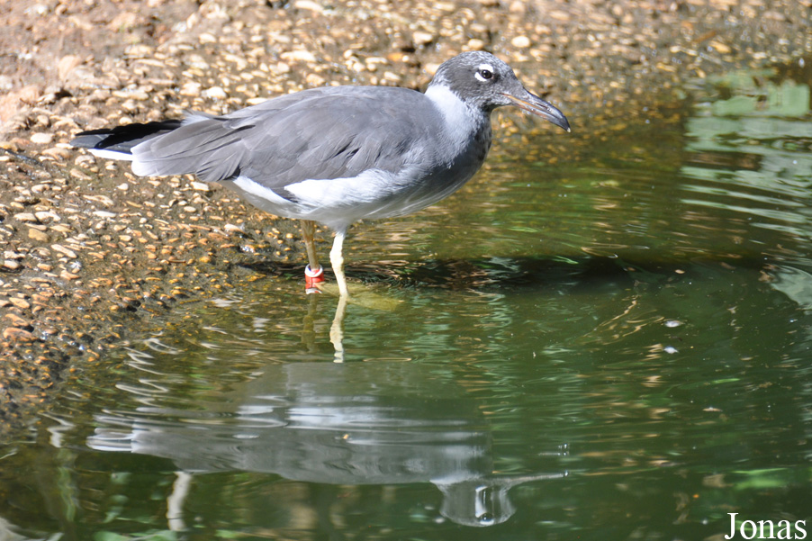 Ichthyaetus leucophthalmus
