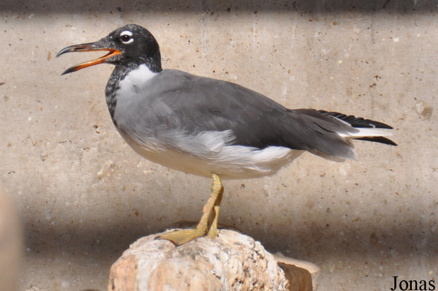 Ichthyaetus leucophthalmus