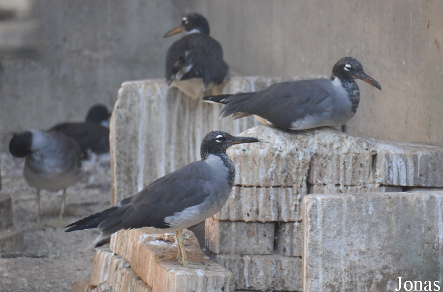 Ichthyaetus leucophthalmus