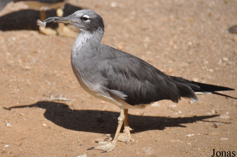 Ichthyaetus leucophthalmus