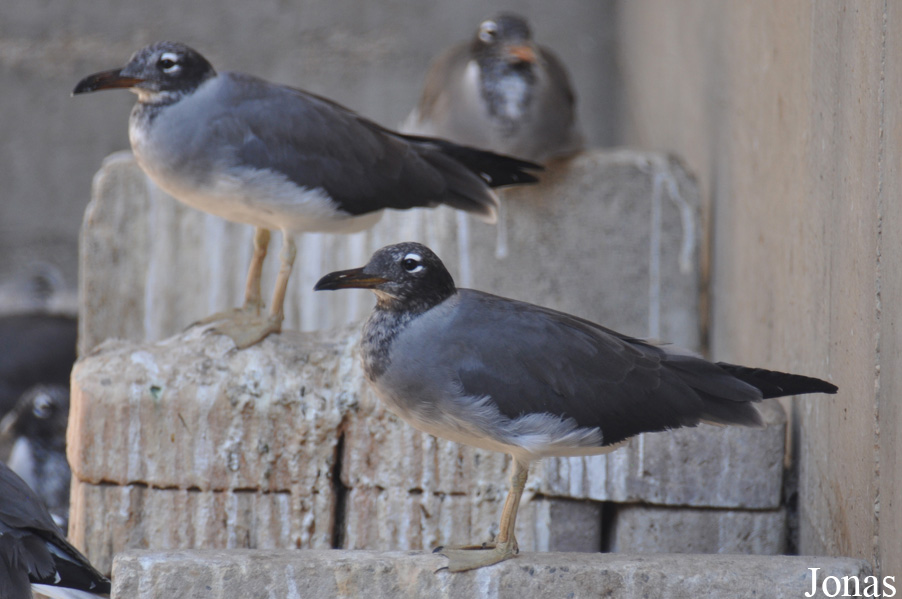 Ichthyaetus leucophthalmus