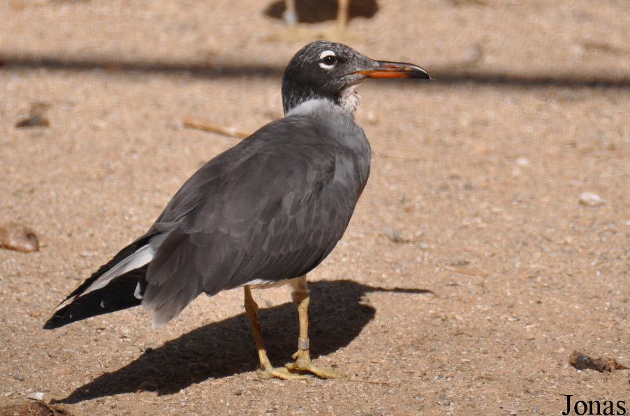 Ichthyaetus leucophthalmus
