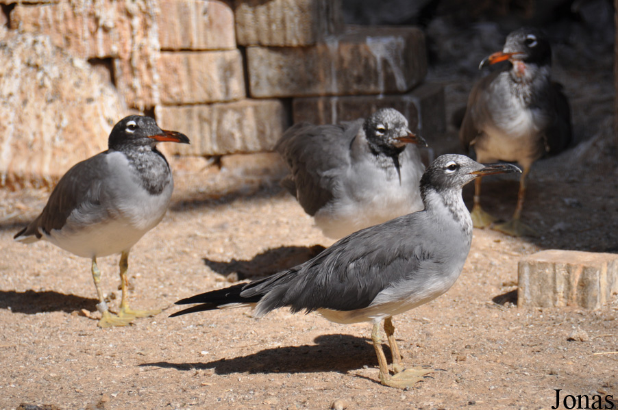 Ichthyaetus leucophthalmus