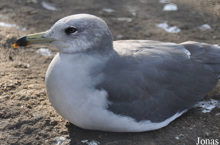 Ichthyaetus melanocephalus