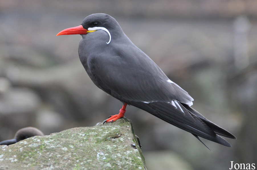 Larosterna inca