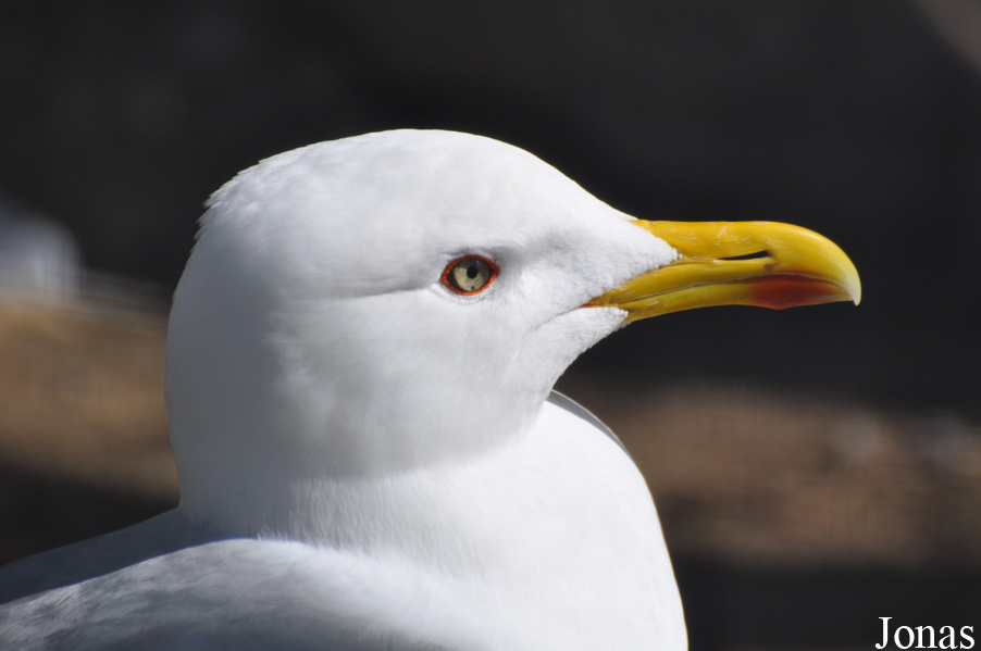 Larus cachinnans