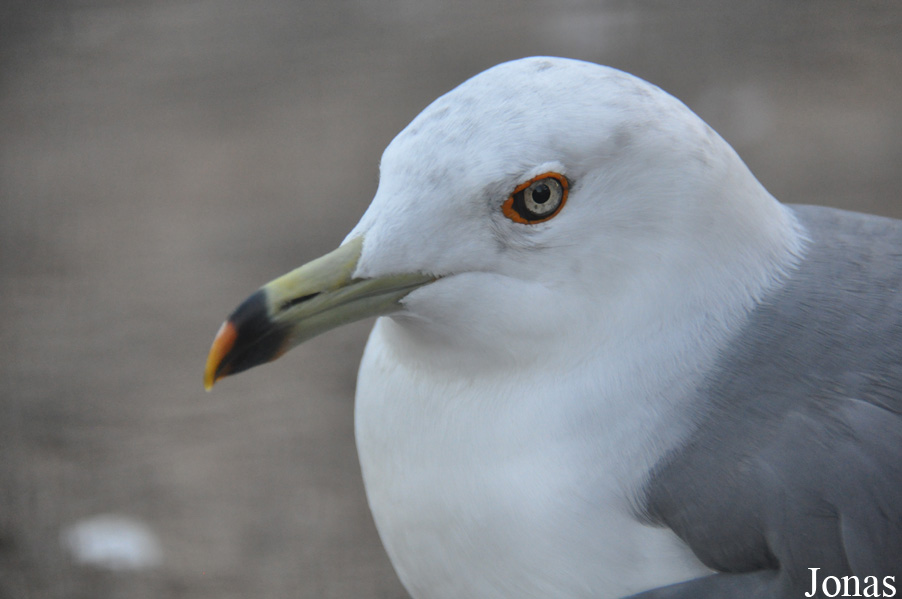Larus crassirostris