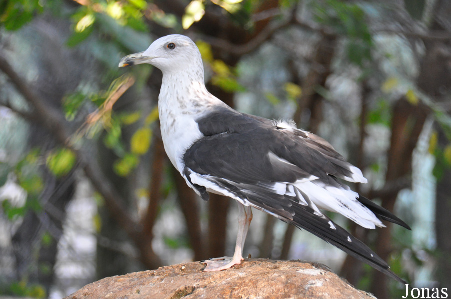 Larus fuscus