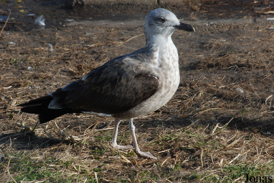 Larus marinus