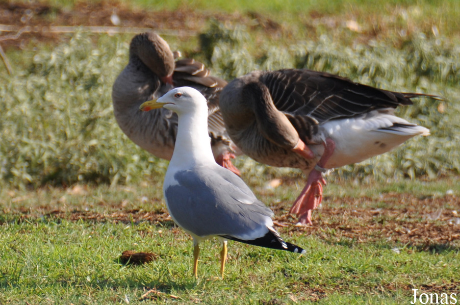 Larus michahellis