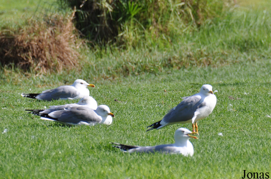 Larus michahellis
