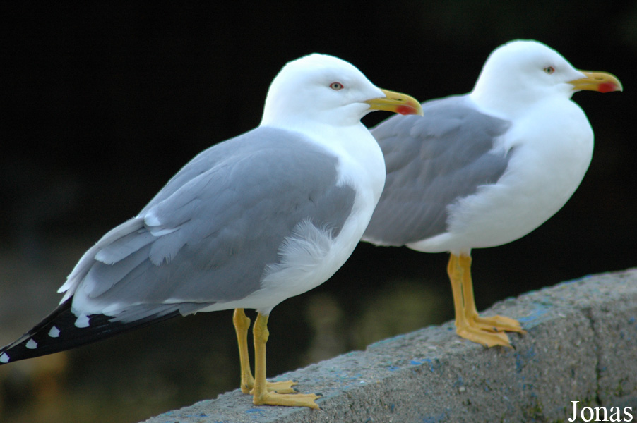 Larus michahellis