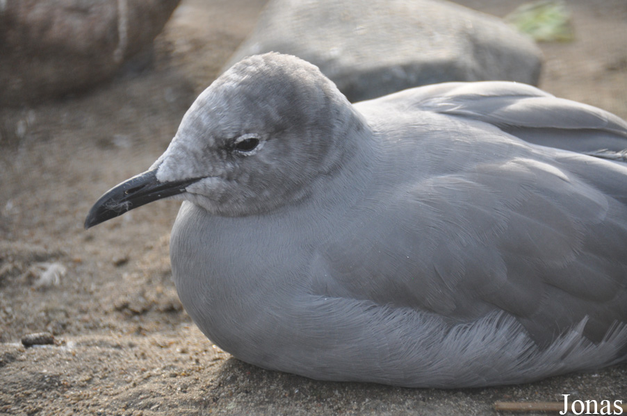 Leucophaeus modestus
