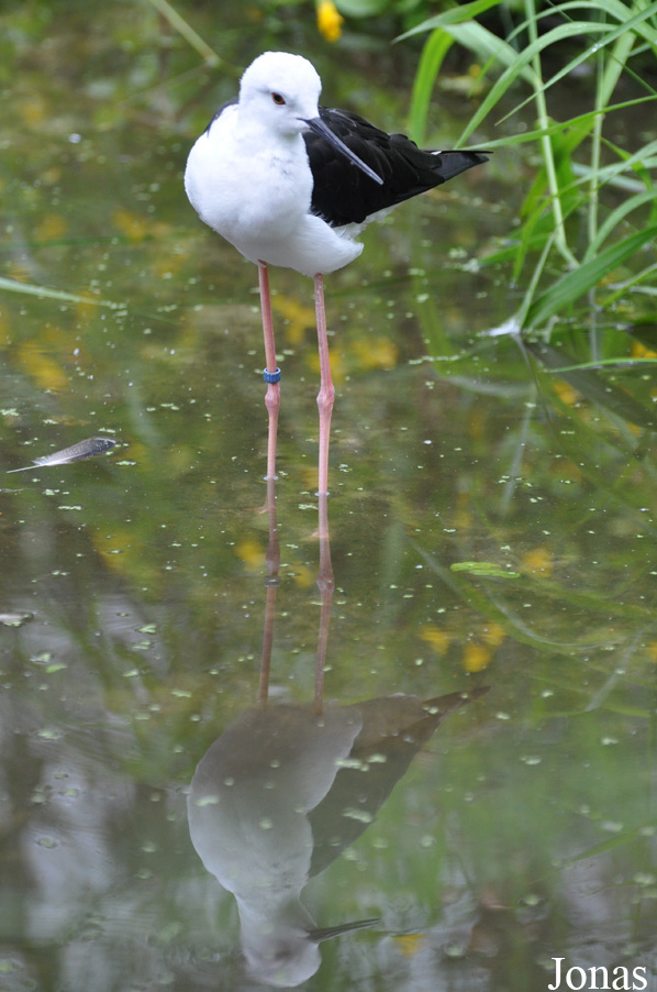 Himantopus himantopus